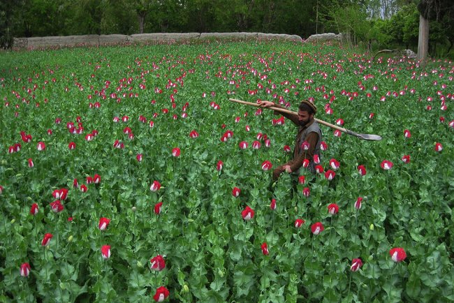 An Afghan farmer in his poppy field this month in the Khogyani district of eastern Nangarhar province. - Noorullah Shirzada/Agence France-Presse - Getty Images