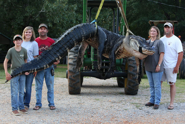 A monster alligator weighing 1011.5 pounds measuring 15 feet long is pictured in Thomaston, Alabama on Saturday, August 16, 2014. The gator was caught near Camden, Alabama, by Mandy Stokes along with her husband John Stokes, her brother-in-law Kevin Jenkins and his two teenage children, Savannah Jenkins, 16, and Parker Jenkins, 14, all of Thomaston, Alabama. (Photo by Sharon Steinmann/ssteinmann@al.com) 