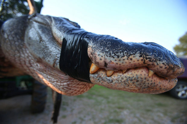 A monster alligator weighing 1011.5 pounds measuring 15 feet long is pictured in Thomaston, Alabama on Saturday, August 16, 2014. The gator was caught near Camden, Alabama, by Mandy Stokes along with her husband John Stokes, her brother-in-law Kevin Jenkins and his two teenage children, Savannah Jenkins, 16, and Parker Jenkins, 14, all of Thomaston, Alabama. (Photo by Sharon Steinmann/ssteinmann@al.com)
